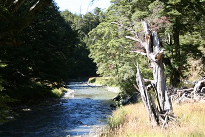 Lindis - Forest Range - photos by Ron Sim