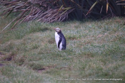 South Coast Scenic Tour 2016