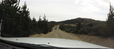 Waimate Forest - pix by Noel Pullan