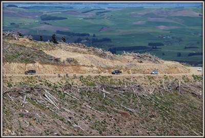 Waimate Forest - pix by Noel Pullan