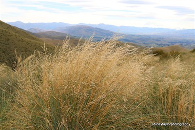 Mt Nessing - South Canterbury